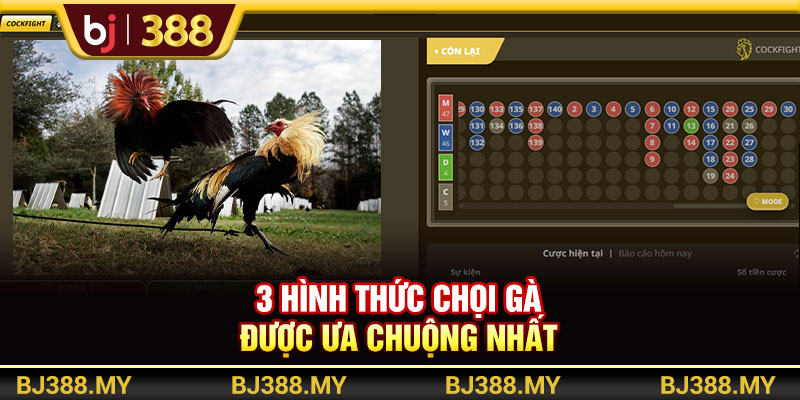 3 hình thức chọi gà được ưa chuộng nhất