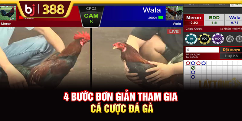 4 bước đơn giản tham gia cá cược đá gà