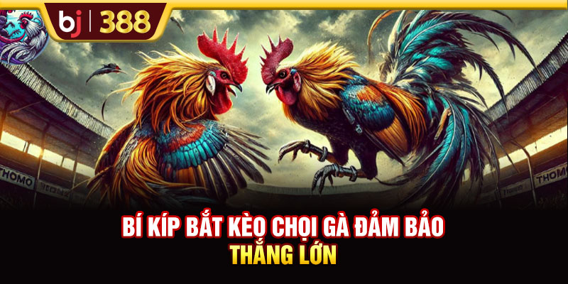 Bí kíp bắt kèo chọi gà đảm bảo thắng lớn