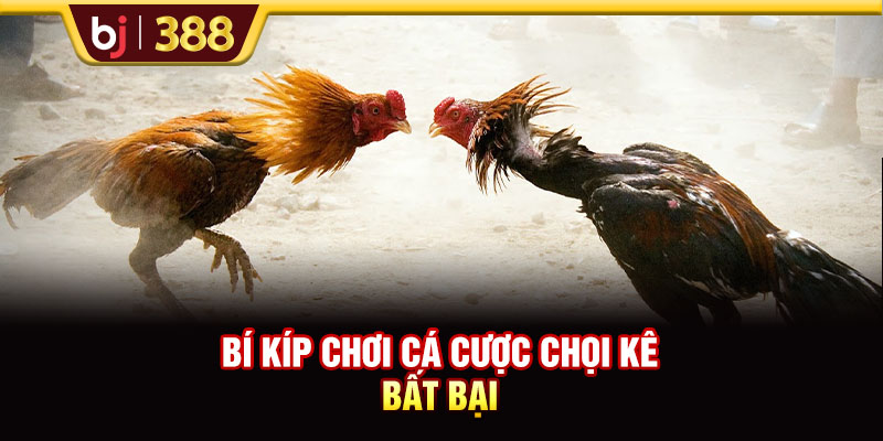 Bí kíp chơi cá cược chọi kê bất bại