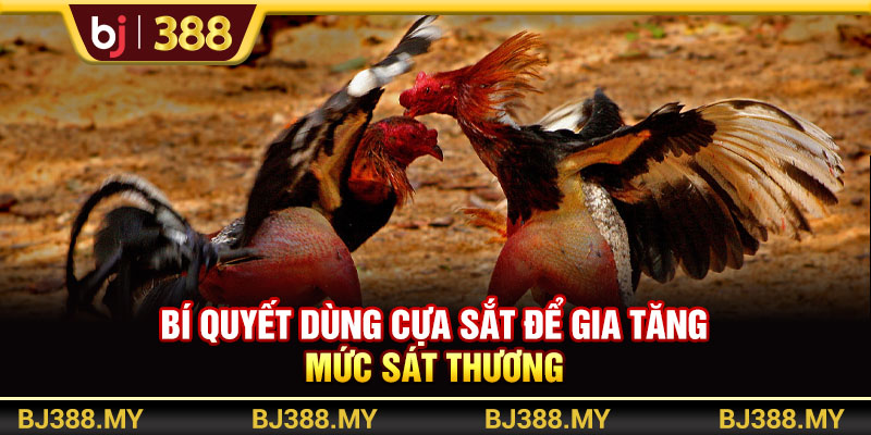 Bí quyết dùng cựa sắt để gia tăng mức sát thương