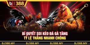 Bí Quyết Soi Kèo Đá Gà BJ388 Tăng Tỷ Lệ Thắng Nhanh Chóng