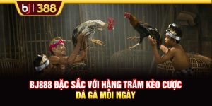 BJ888 Đặc Sắc Với Hàng Trăm Kèo Cược Đá Gà Mỗi Ngày