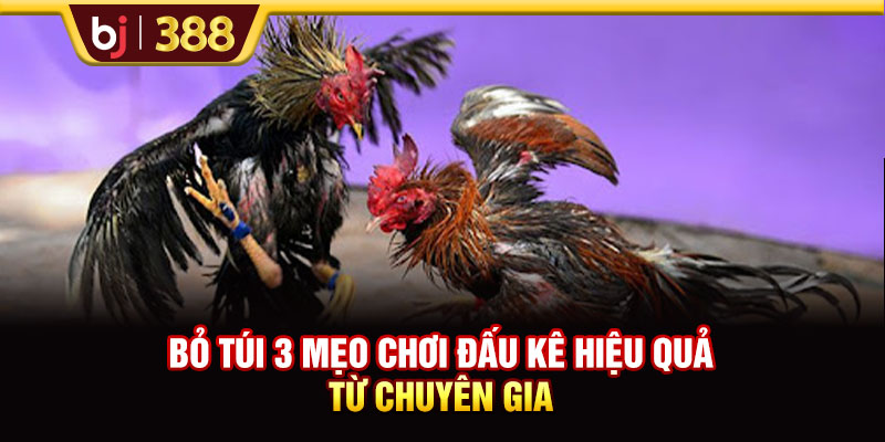 Bỏ túi 3 mẹo chơi đấu kê hiệu quả từ chuyên gia 