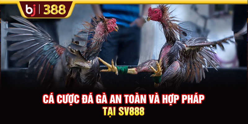 Cá cược đá gà an toàn và hợp pháp tại SV888