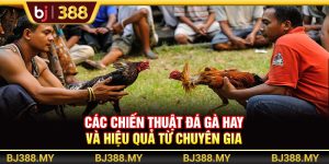 Các Chiến Thuật Đá Gà Hay Và Hiệu Quả Từ Chuyên Gia BJ388