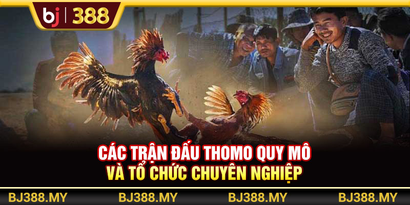Các trận đấu Thomo quy mô và tổ chức chuyên nghiệp
