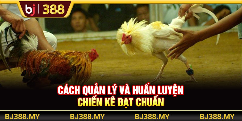 Cách quản lý và huấn luyện chiến kê đạt chuẩn