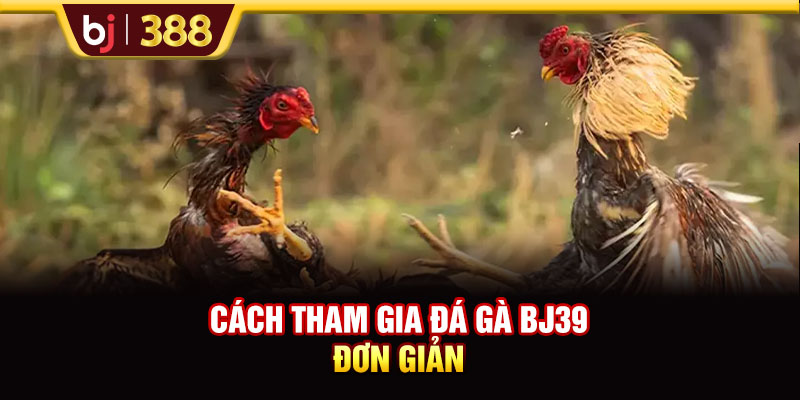 Cách tham gia đá gà BJ39 đơn giản