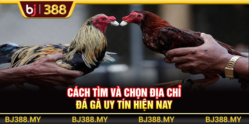 Cách tìm và chọn địa chỉ đá gà uy tín hiện nay