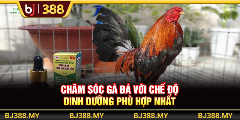 Chăm sóc gà đá với chế độ dinh dưỡng phù hợp nhất