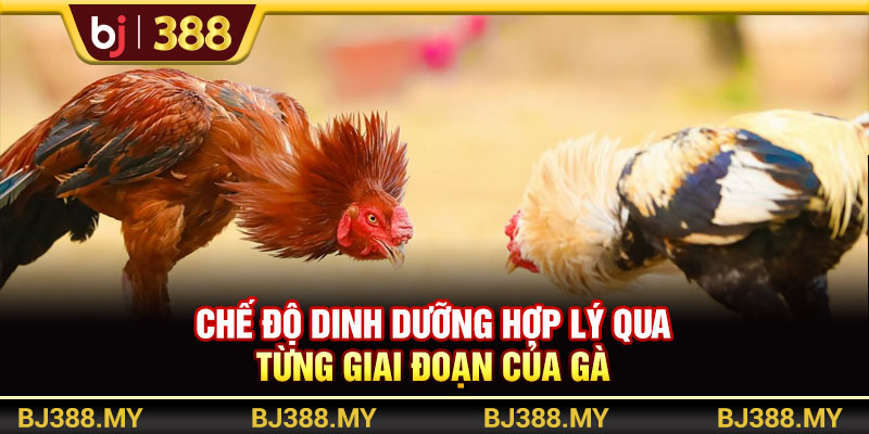 Chế độ dinh dưỡng chăm gà qua từng giai đoạn