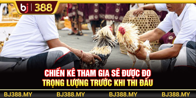 Chiến kê tham gia sẽ được đo trọng lượng trước khi thi đấu