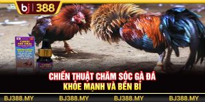 BJ388 - Chiến Thuật Chăm Sóc Gà Đá Khỏe Mạnh Và Bền Bỉ Nhất