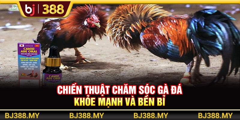 BJ388 - Chiến Thuật Chăm Sóc Gà Đá Khỏe Mạnh Và Bền Bỉ Nhất