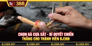 Chọn Gà Cựa Sắt BJ388 - Bí Quyết Chiến Thắng Cho Thành Viên