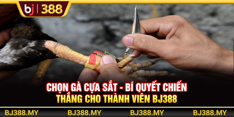 Chọn Gà Cựa Sắt BJ388 - Bí Quyết Chiến Thắng Cho Thành Viên