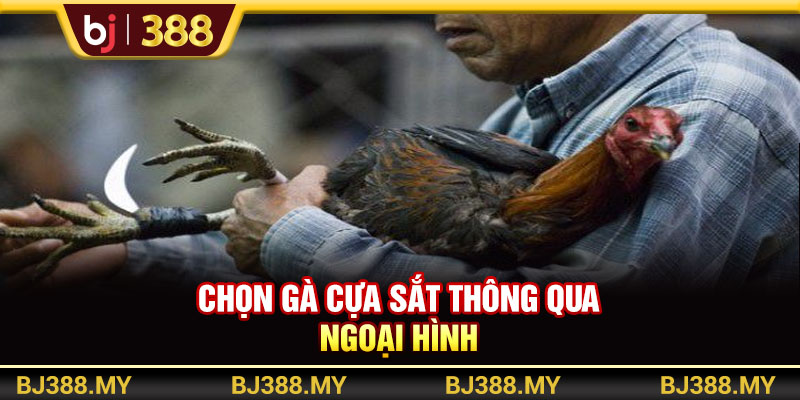 Chọn gà cựa sắt thông qua ngoại hình