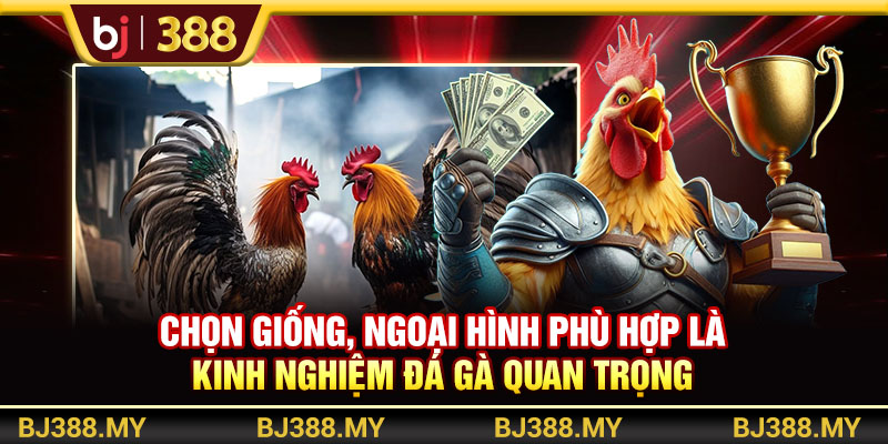 Chọn giống, ngoại hình phù hợp là kinh nghiệm đá gà quan trọng 