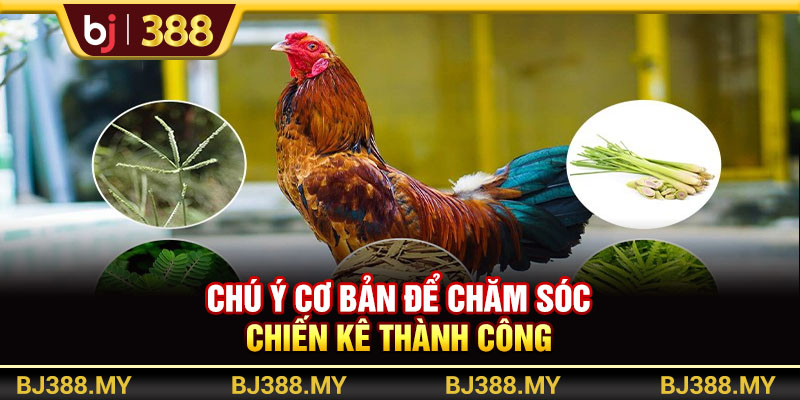 Chú ý cơ bản để chăm sóc chiến kê thành công