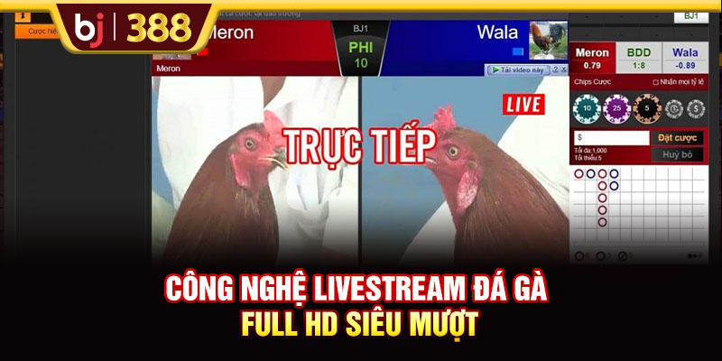 Công nghệ livestream đá gà Full HD siêu mượt