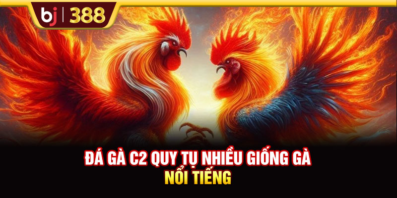 Đá gà C2 quy tụ nhiều giống gà nổi tiếng
