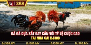 Đá Gà Cựa Sắt Gay Cấn Với Tỷ Lệ Cược Cao Tại Nhà Cái BJ388