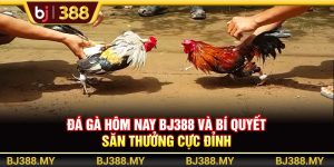 Đá Gà Hôm Nay BJ388 Và Bí Quyết Săn Thưởng Cực Đỉnh