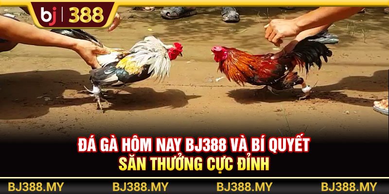 Đá Gà Hôm Nay BJ388 Và Bí Quyết Săn Thưởng Cực Đỉnh