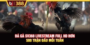 Đá Gà SV368 Livestream Full HD Hơn 500 Trận Đấu Mỗi Tuần