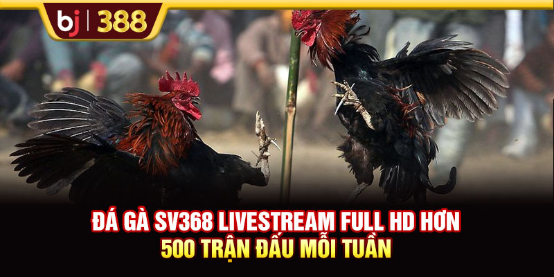 Đá Gà SV368 Livestream Full HD Hơn 500 Trận Đấu Mỗi Tuần