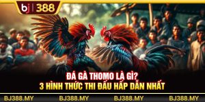 Đá Gà Thomo BJ388 Là Gì? 3 Hình Thức Thi Đấu Hấp Dẫn Nhất