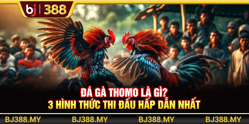 Đá Gà Thomo BJ388 Là Gì? 3 Hình Thức Thi Đấu Hấp Dẫn Nhất