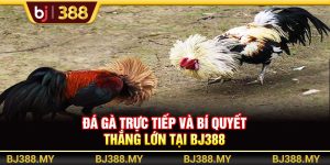 Đá Gà Trực Tiếp Và Bí Quyết Thắng Lớn Tại BJ388