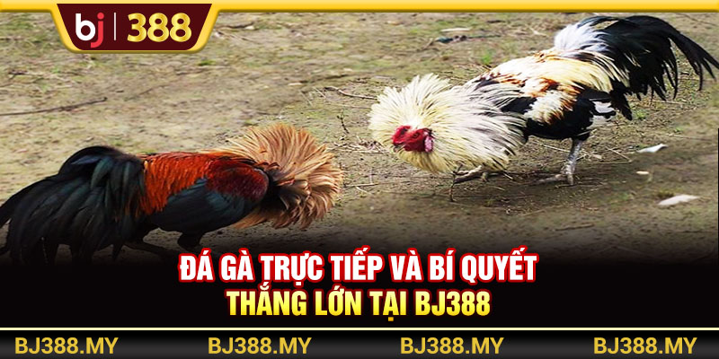 Đá Gà Trực Tiếp Và Bí Quyết Thắng Lớn Tại BJ388
