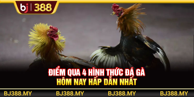 Điểm qua 4 hình thức đá gà hôm nay hấp dẫn nhất