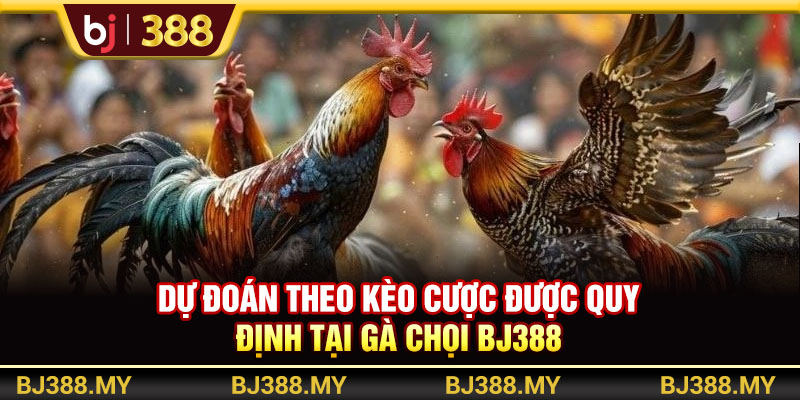 Dự đoán theo kèo cược được quy định tại gà chọi BJ388