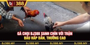 Gà Chọi BJ388 Xanh Chín Với Trận Đấu Hấp Dẫn, Thưởng Cao