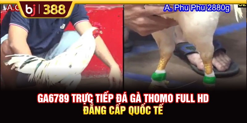 GA6789 Trực Tiếp Đá Gà Thomo Full HD Đẳng Cấp Quốc Tế