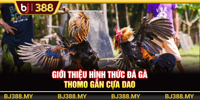 Giới thiệu hình thức thi đá gà Thomo