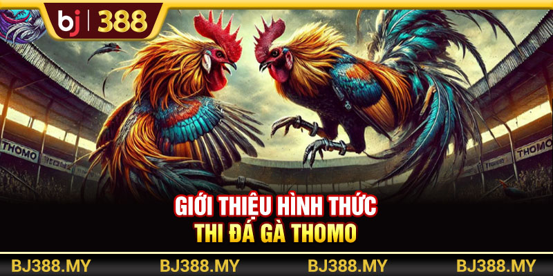 Giới thiệu hình thức đá gà Thomo gắn cựa dao
