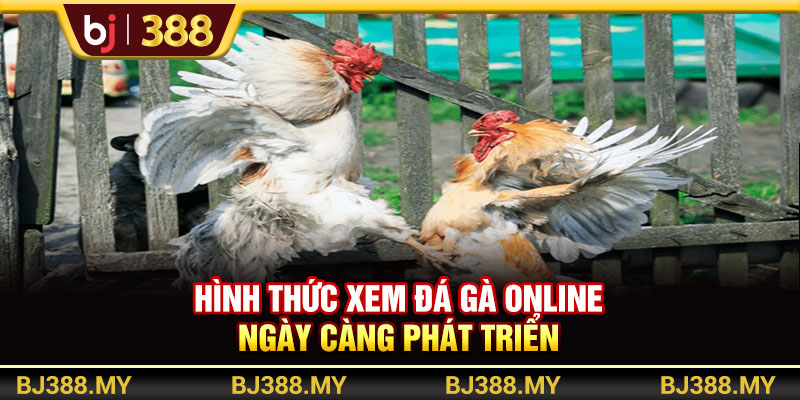 Hình thức xem đá gà online ngày càng phát triển