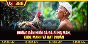 BJ388 - Hướng Dẫn Nuôi Gà Đá Sung Mãn, Khỏe Mạnh Và Đạt Chuẩn