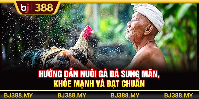 BJ388 - Hướng Dẫn Nuôi Gà Đá Sung Mãn, Khỏe Mạnh Và Đạt Chuẩn