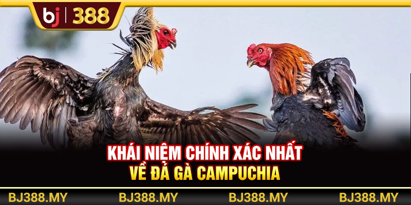Khái niệm chính xác nhất về đá gà Campuchia