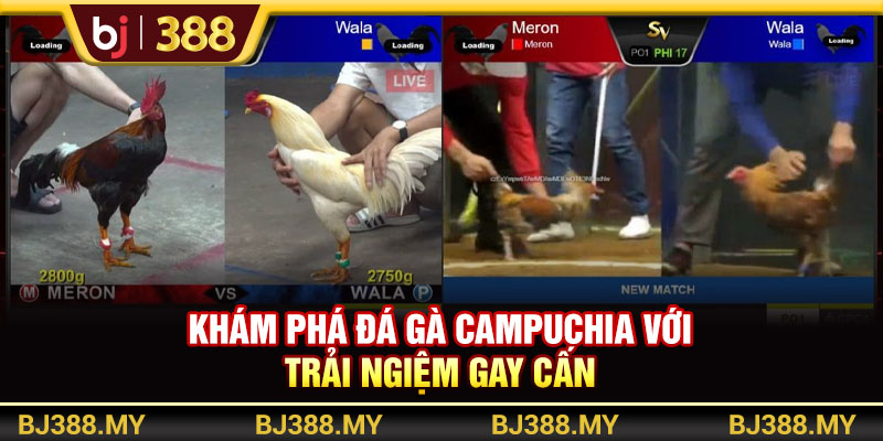 Khám Phá Đá Gà Campuchia BJ388 Với Trải Nghiệm Gay Cấn