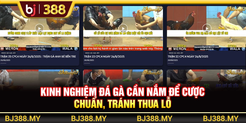 Kinh nghiệm đá gà cần nắm để cược chuẩn, tránh thua lỗ 