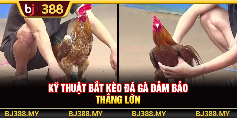 Kỹ thuật bắt kèo đá gà đảm bảo thắng lớn