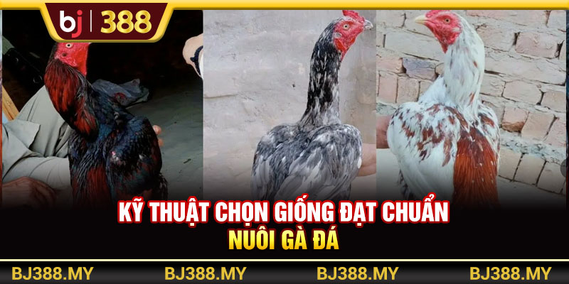 Kỹ thuật chọn giống đạt chuẩn nuôi gà đá 
