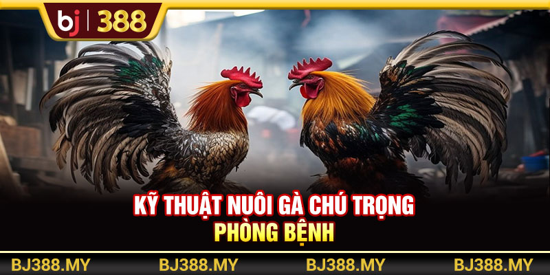 Kỹ thuật nuôi gà chú trọng phòng bệnh